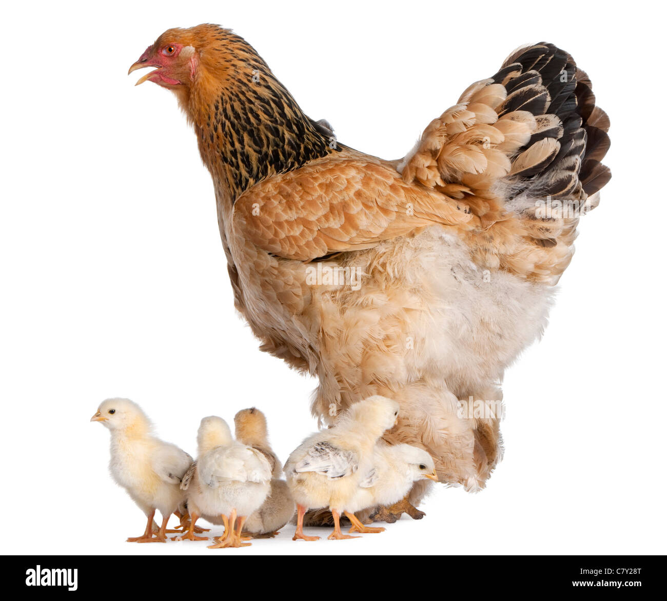 Braun Brahma Huhn und ihre Küken vor einem weißen Hintergrund Stockfoto