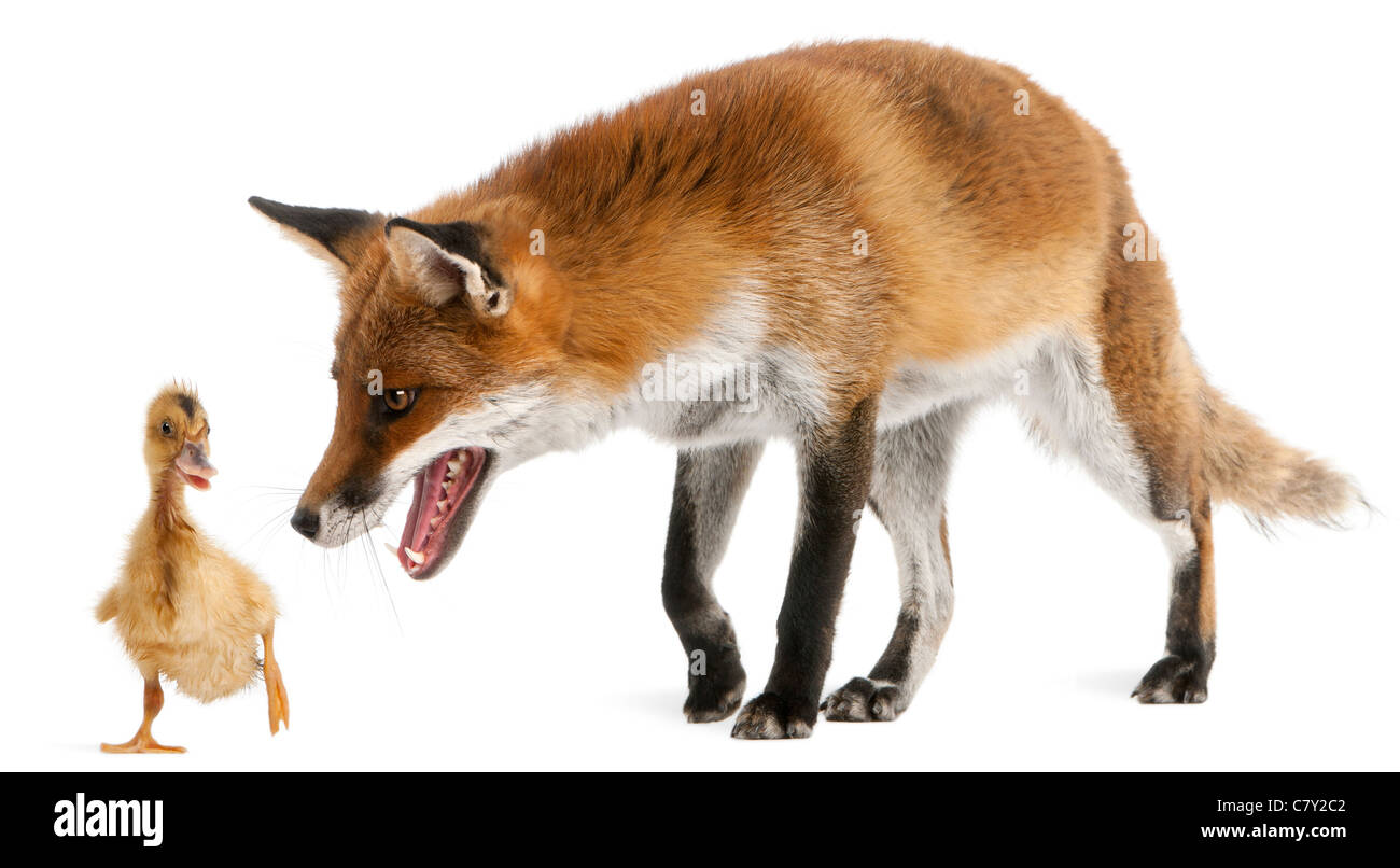 Rotfuchs Vulpes Vulpes, 4 Jahre alt, spielt mit einem inländischen Entlein vor weißem Hintergrund Stockfoto