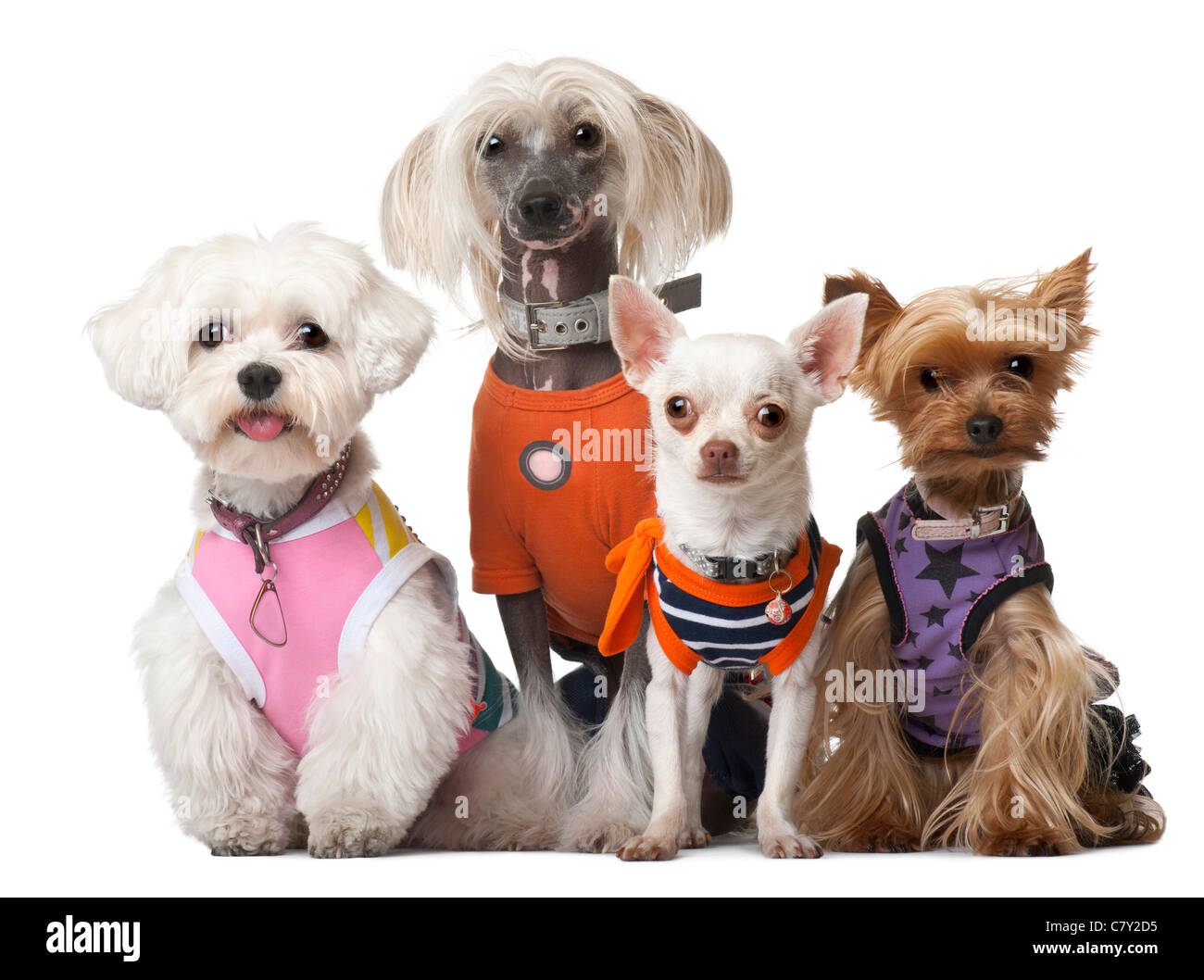 Gruppe von gekleidet Hunden vor weißem Hintergrund Stockfoto