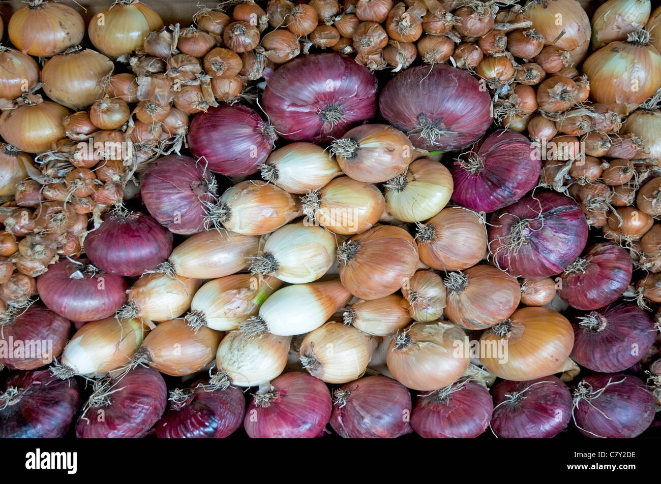 Anzeige von Zwiebeln und Schalotten. Stockfoto