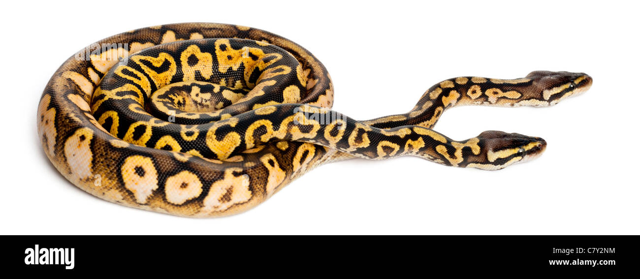 Männliche und weibliche Pastel Calico Royal Python, Königspython, Python Regius, vor weißem Hintergrund Stockfoto