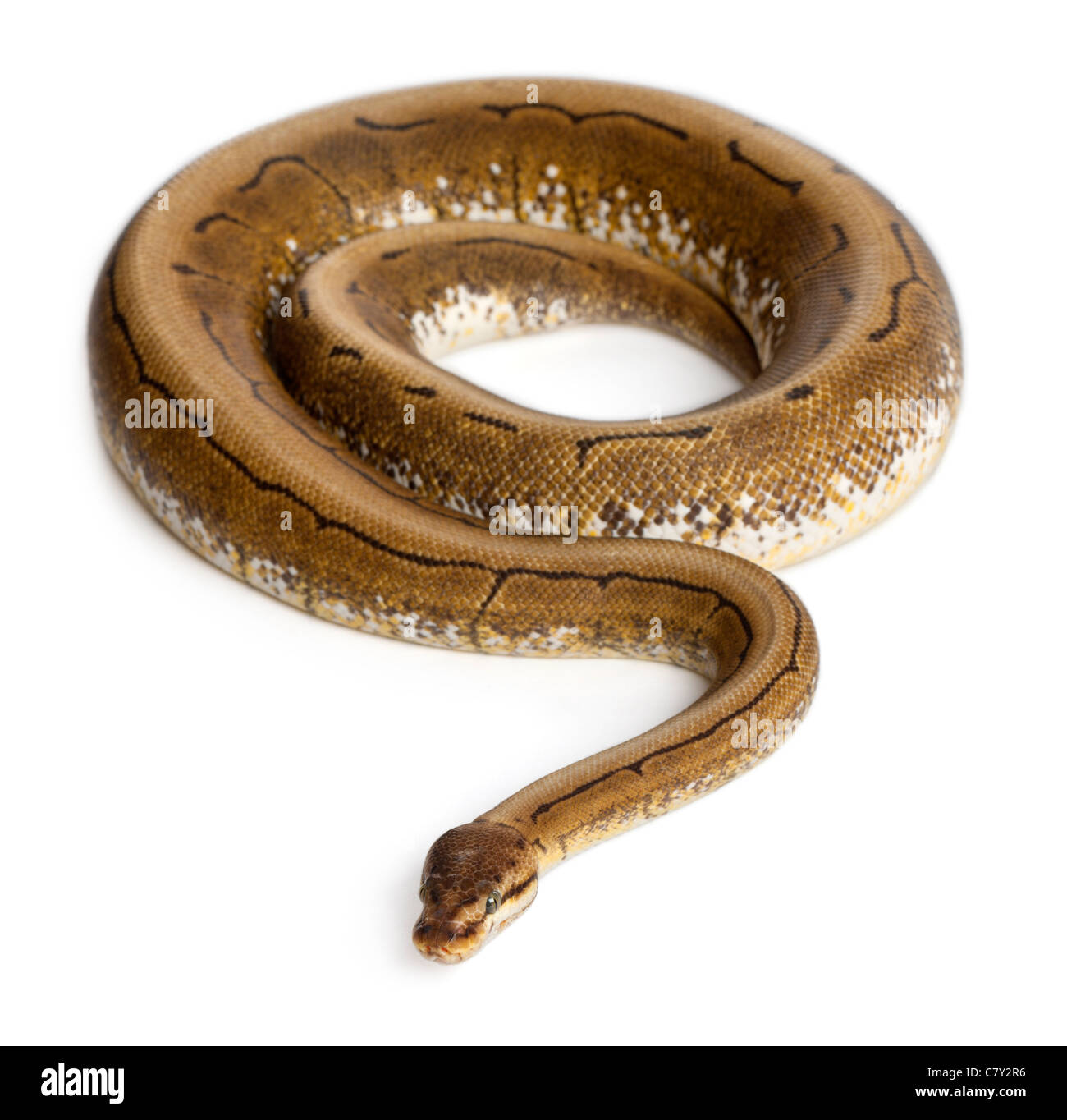 Spinner Royal Python, Königspython, Python Regius, 2 Jahre alt, vor weißem Hintergrund Stockfoto
