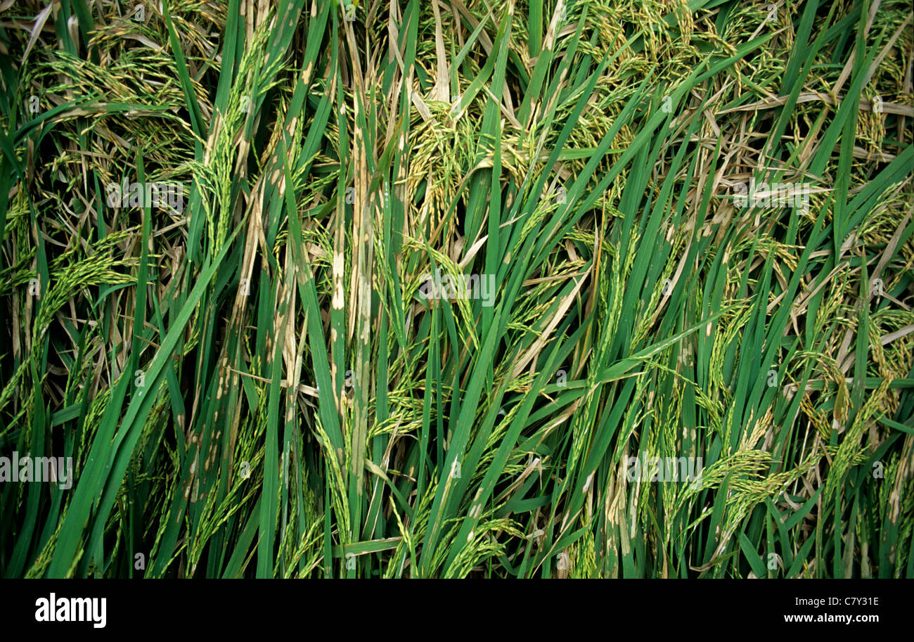 Reis Ummantelung Trockenfäule, Rhizoctonia solani, Läsionen auf Antrag die Ernte von Reis im Ohr Stockfoto