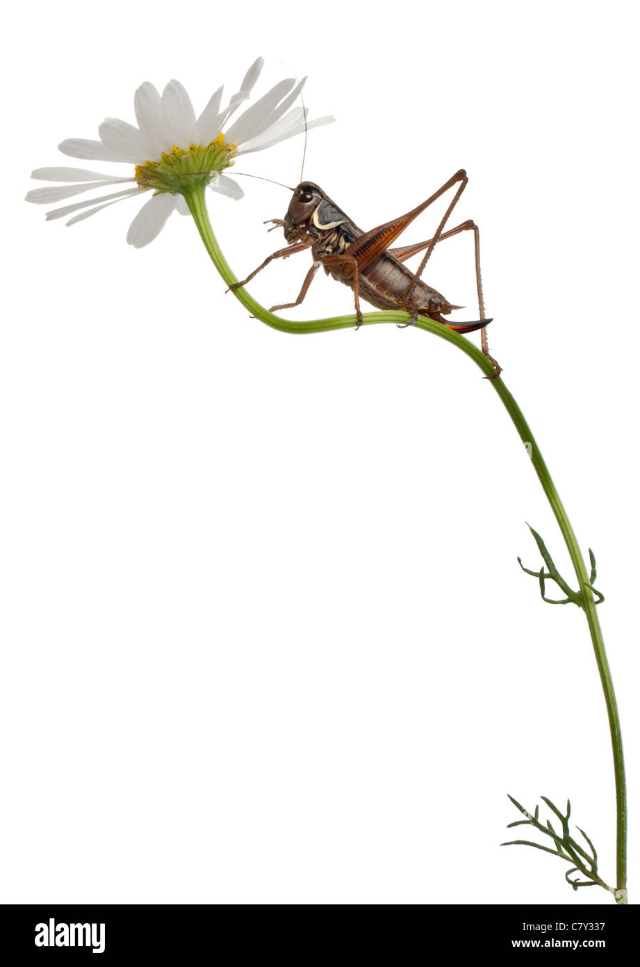 Weibliche Schild-Rückseite Grashuepfer, Platycleis Tessellata auf Daisy vor weißem Hintergrund Stockfoto