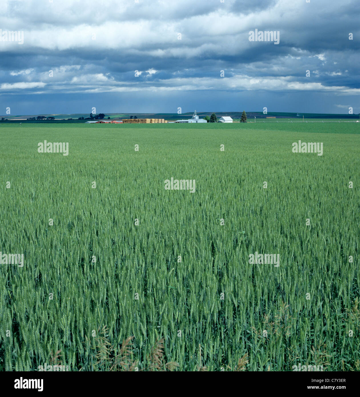Blick über bärtigen Weizenernte in unreifen grünen Ohr mit Gewitterhimmel, Montana Stockfoto