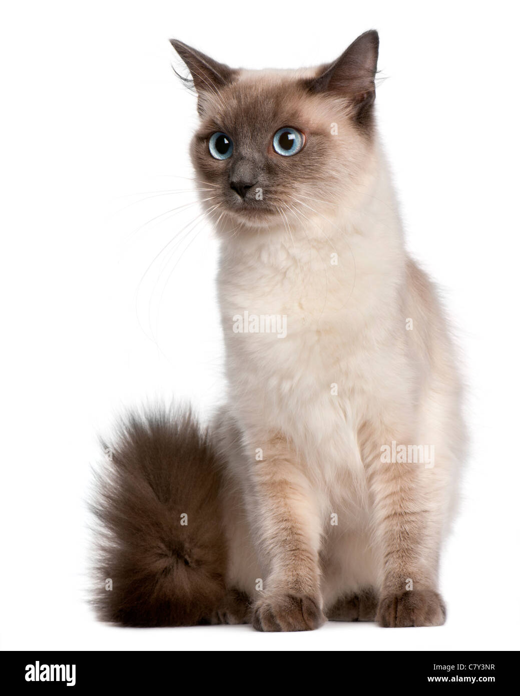 Ragdoll-Katze, 15 Monate alt, sitzt vor weißer Hintergrund Stockfoto