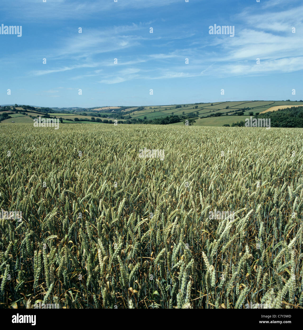 Weizenernte in Ohr und rollenden Ackerland, North Dartmoor, Devon Stockfoto