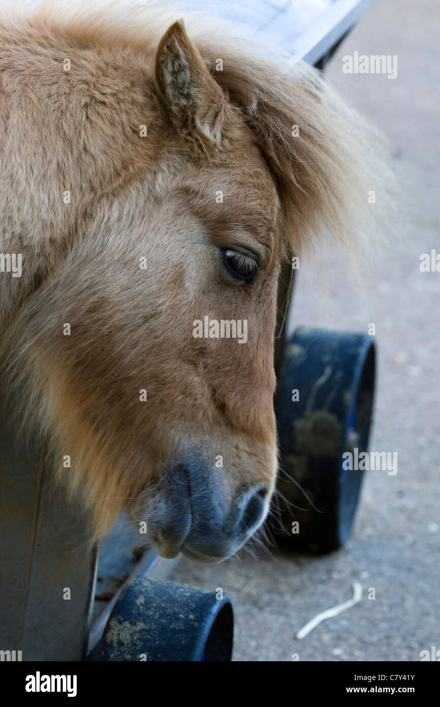 Equus Ferus Caballus Shetland Pony Stockfoto