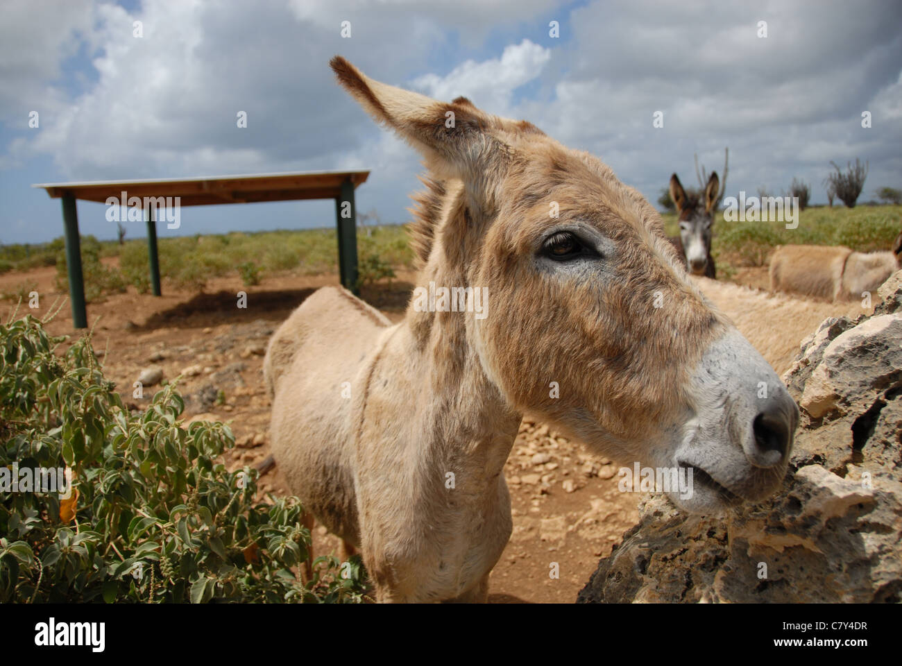 Esel auf den Donkey Sanctuary, Bonaire, Niederländische Antillen Stockfoto