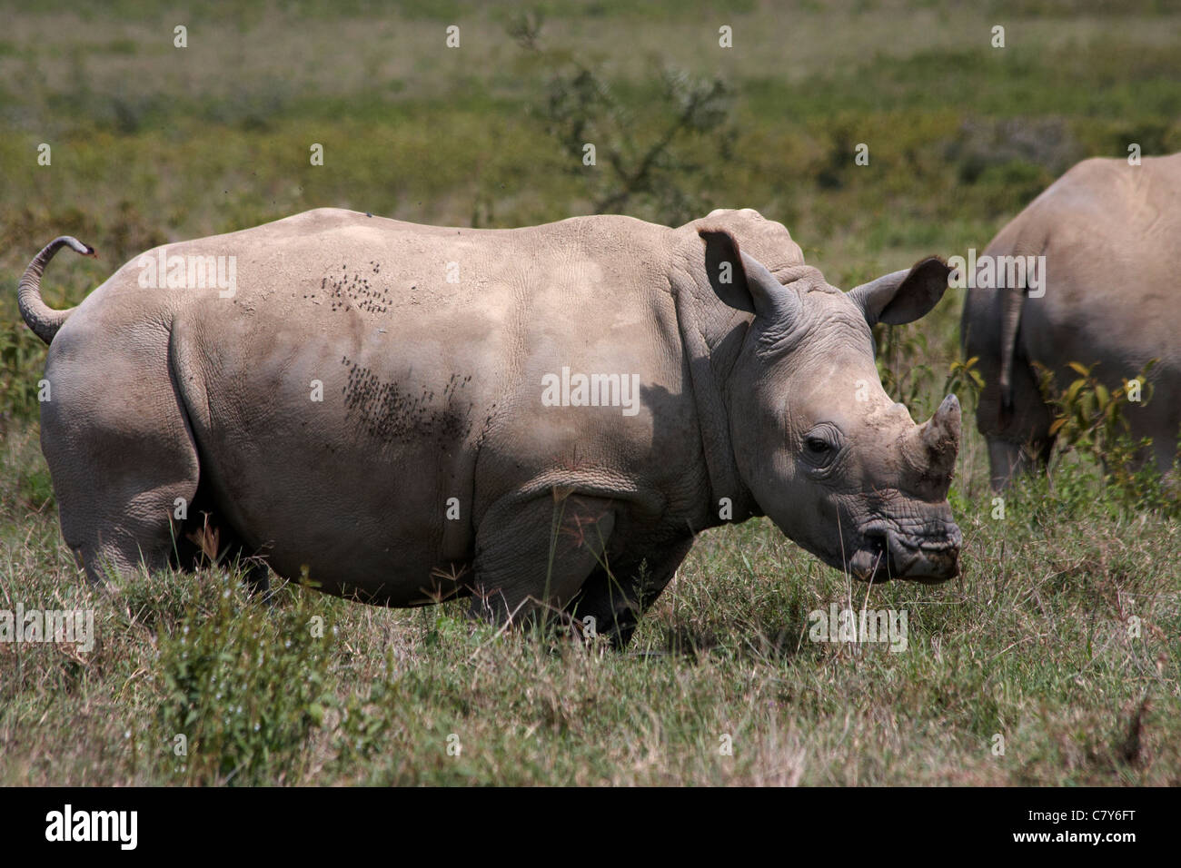 White Rhino (Ceratotherium Simum), eine Art unter Druck wegen Wilderei auf seinem horn Stockfoto