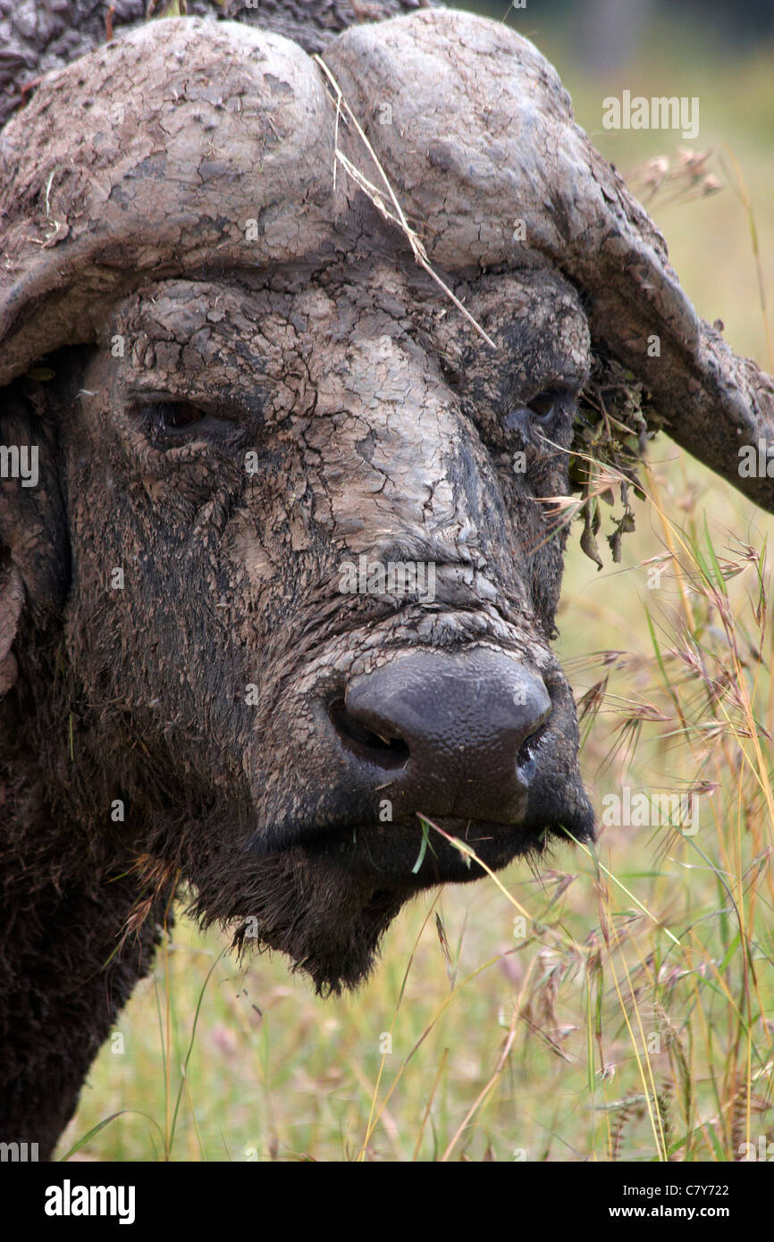 Afrikanischer Büffel (Syncerus Caffer) Stockfoto