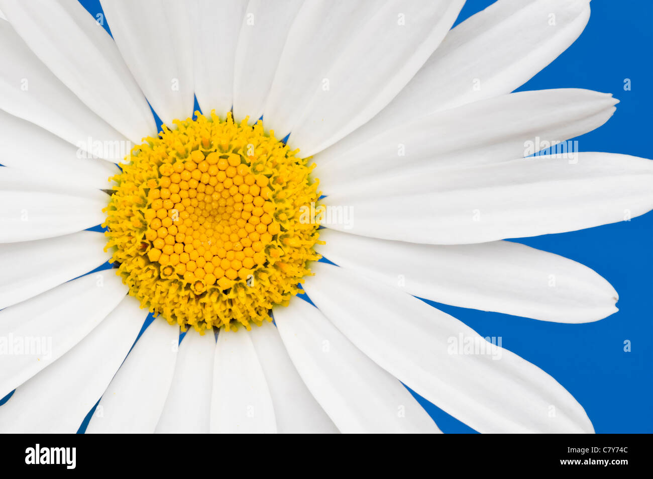 Oxeye Daisy auf blauem Hintergrund Stockfoto