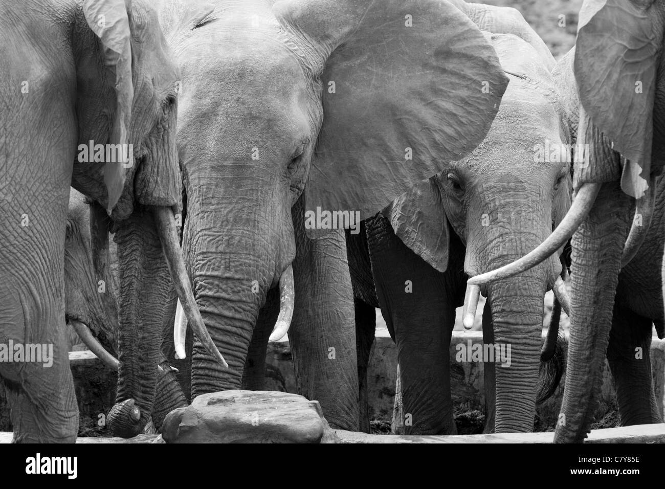 Afrikanische Elefanten trinken im Wasserloch im Tsavo East National Park, Tsavo East National Park, Kenia Stockfoto
