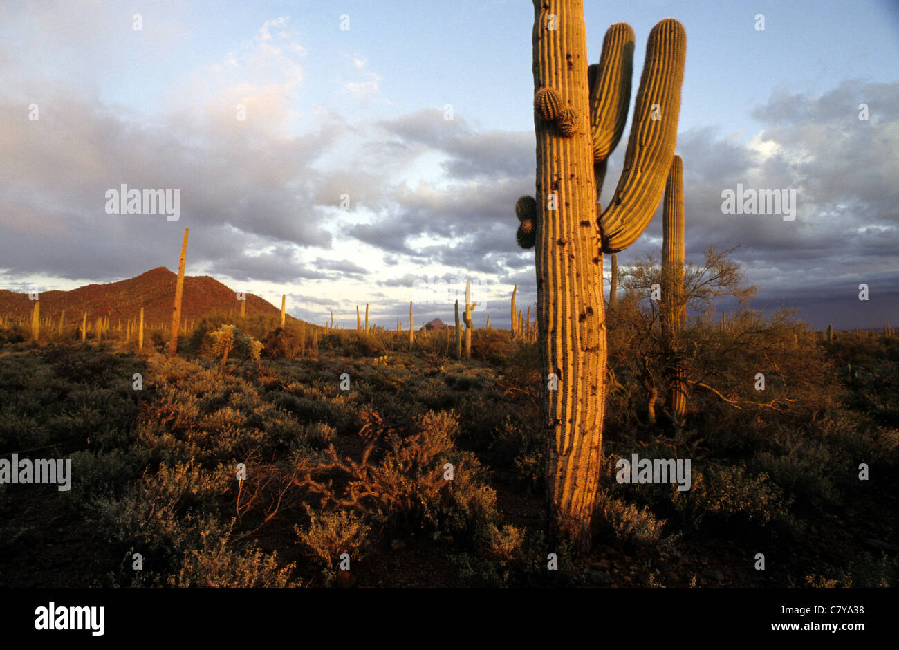 USA, Arizona, Saguaro-Nationalpark Stockfoto