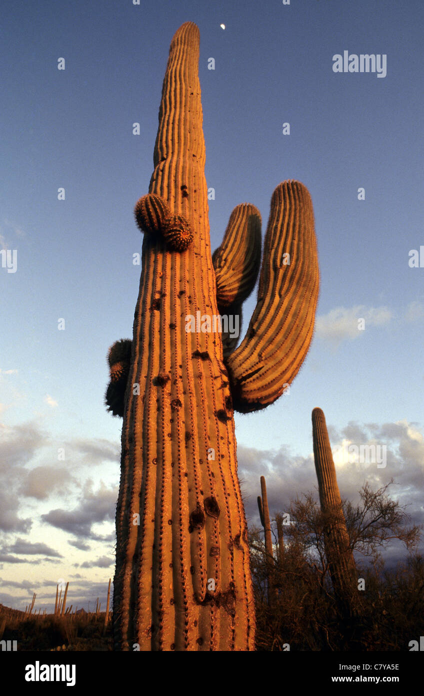 USA, Arizona, Saguaro Kaktus Stockfoto