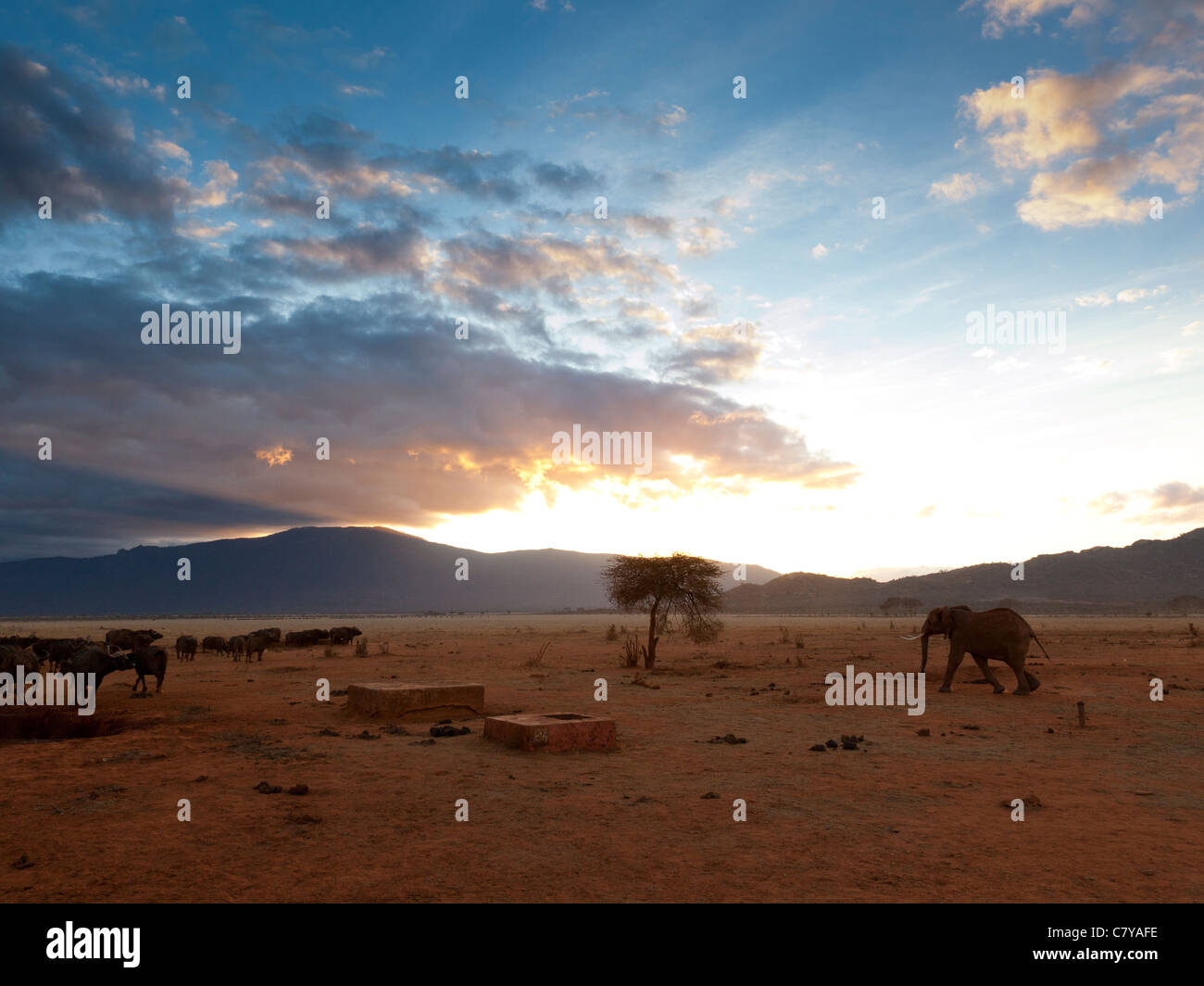 Ein einsamer Elefant zu Fuß durch die afrikanische Savanne in der Abenddämmerung, Tsavo East Nationalpark, Kenia Stockfoto