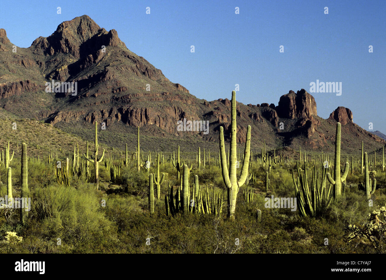 USA, Arizona, Saguaro-Nationalpark Stockfoto