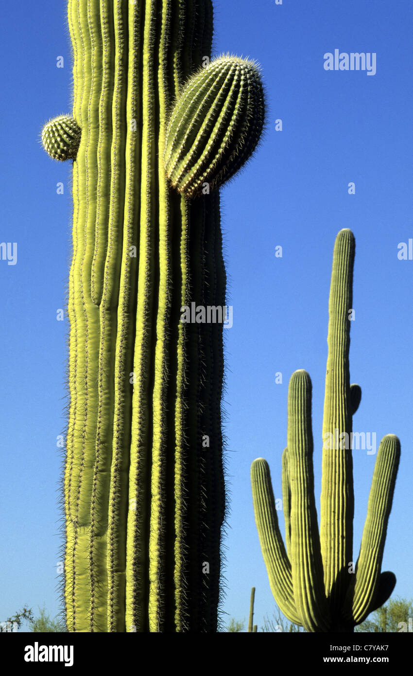 USA, Arizona, Saguaro Kaktus Stockfoto