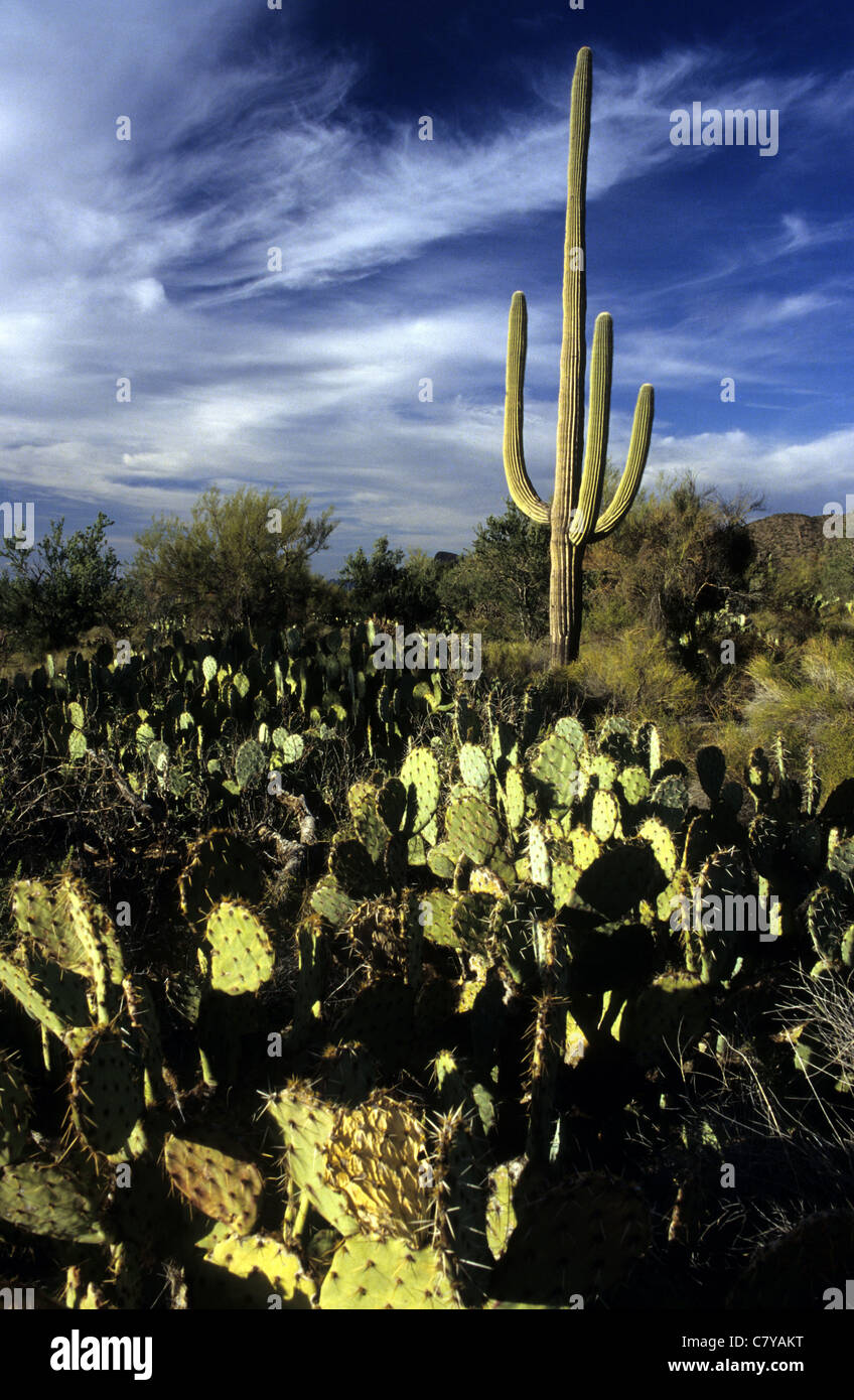 USA, Arizona, Tucson, Kaktus Stockfoto