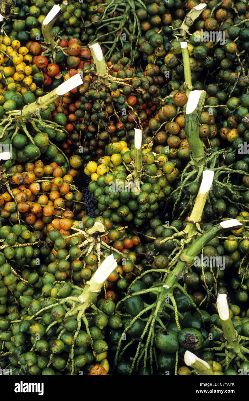 Açai Frucht, Amazonas Stockfoto