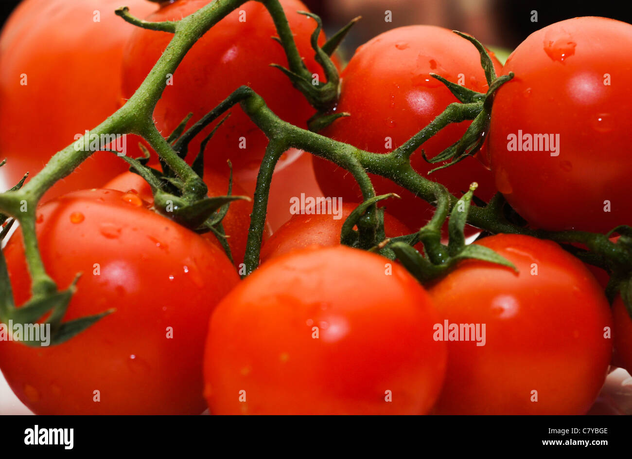 Frische Bio-Tomaten Stockfoto