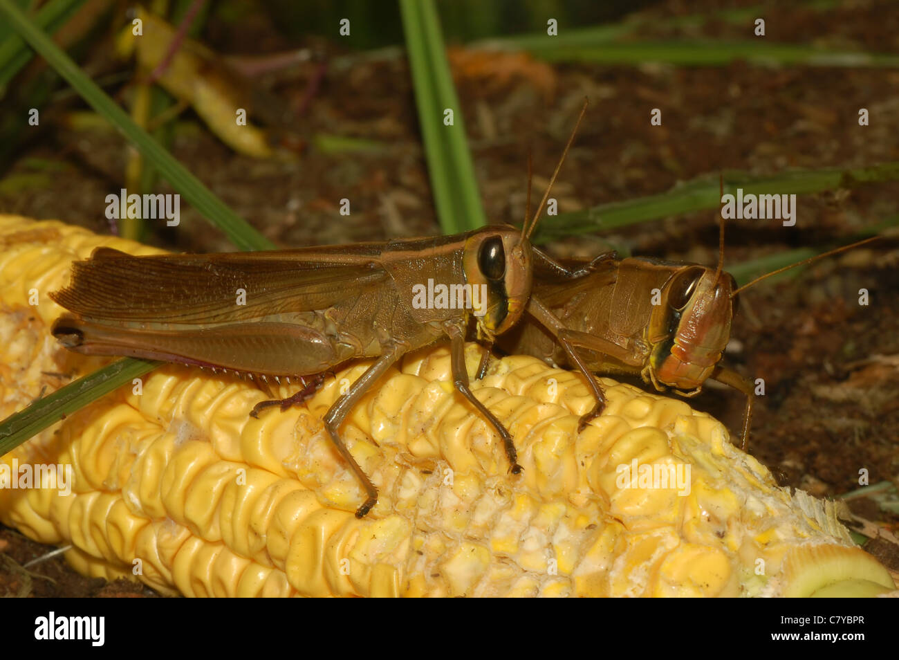 Abendessen für zwei Personen. Heuschrecken auf einem Mais auf dem Kohlenkolben Stockfoto
