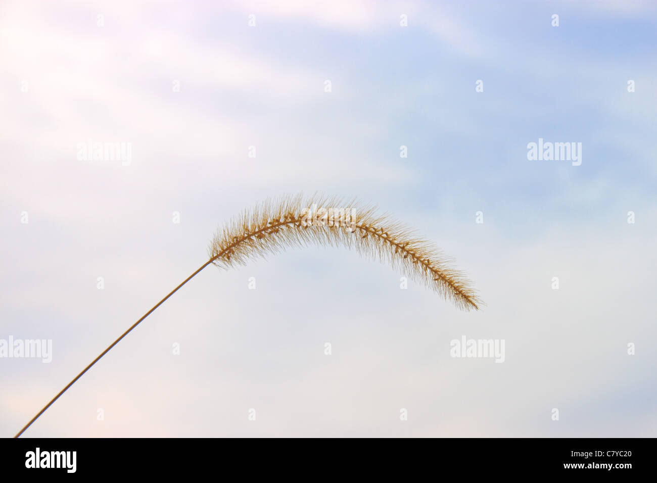 Goldene Lieschgras gegen blauen Wolkenhimmel Stockfoto