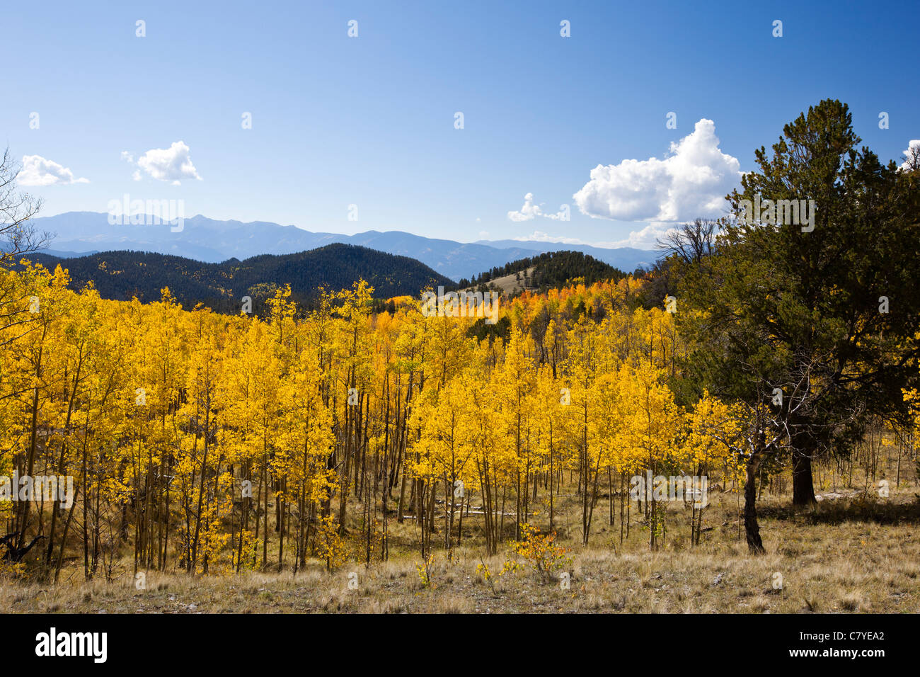 Espenbaum verlässt in goldener Farbe, Aspen Ridge, CR 185, San Isabel National Forest, Colorado, USA Stockfoto