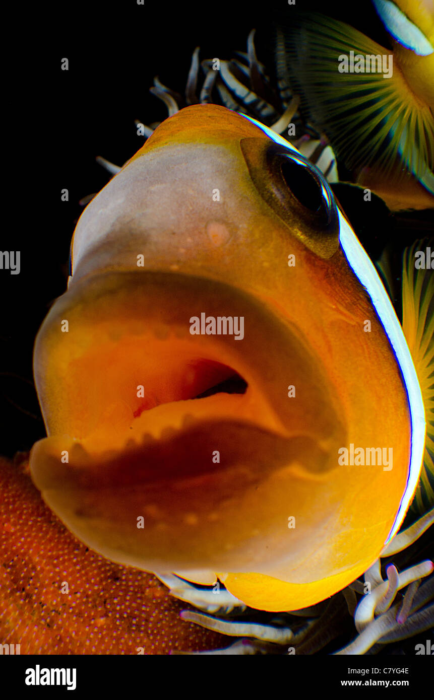 Philippinen Korallen Riff unter Wasser, Anilao, Anemonenfisch, Anemone, Eiern, Schutz, Eiern, Leben im Meer, Leben im Meer, Tauchen, Meer Stockfoto