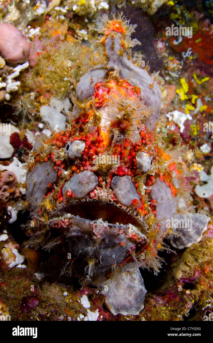 Philippinen Korallen Riff unter Wasser, Anilao, Leben im Meer, Meerestiere, Froschfisch, Tarnung, Tauchen, Tauchen, Meer, Meer, Wasser, Tiefe Stockfoto