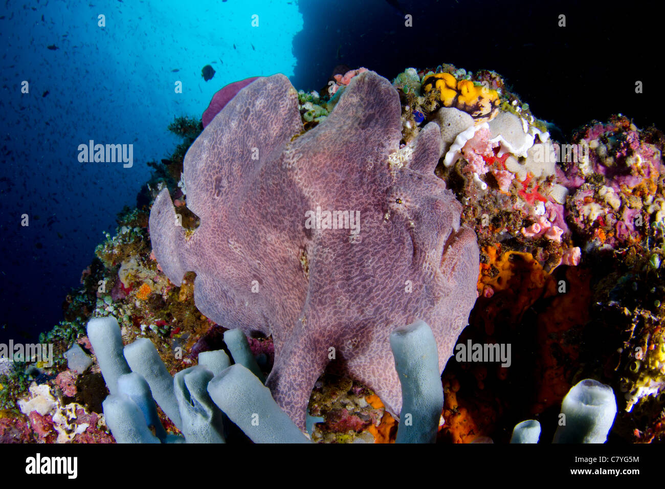 Philippinen Korallen Riff unter Wasser, Anilao, Anglerfisch, Leben im Meer, Meerestiere, Tarnung, tropischen Riff, Blauwasser, Ozean, Tauchen Stockfoto