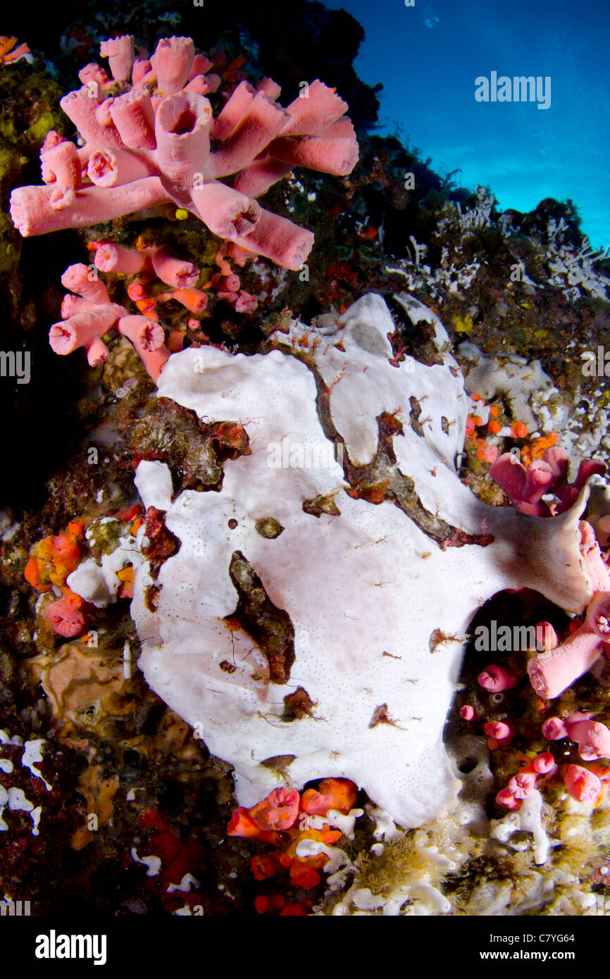 Philippinen Korallen Riff Unterwasser, Anilao, Froschfisch, Leben im Meer, Meerestiere, tropischen Riff, Ozean, Meer, Tauchen, Wasser, Stockfoto