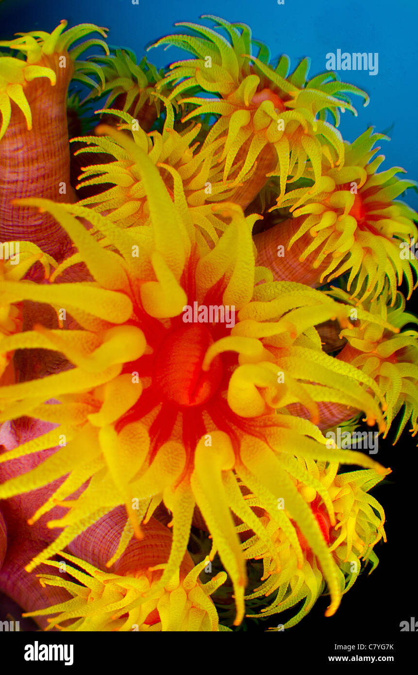 Philippinen Korallen Riff unter Wasser, Anilao, bunt, Farbe, Korallenriff, tropischen Riff, Unterwasserwelt, Tauchen, Ozean, Blauwasser, Stockfoto