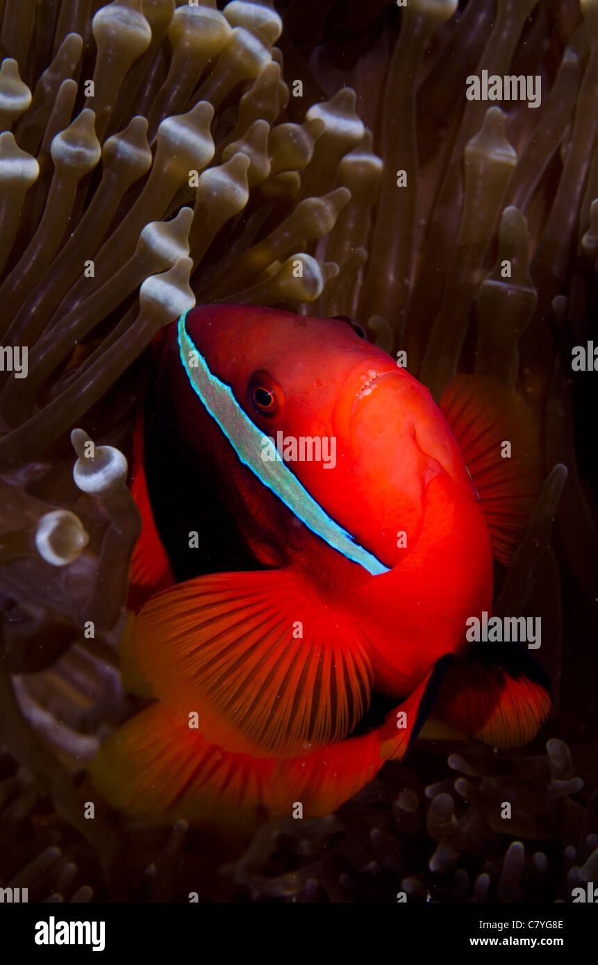 Philippinen Korallenriff Unterwasser, Anemone, Anemonenfisch, Clownfische, Unterwasserwelt, Leben im Meer, Tauchen, Tauchen, Ozean, Meer, bunte Stockfoto