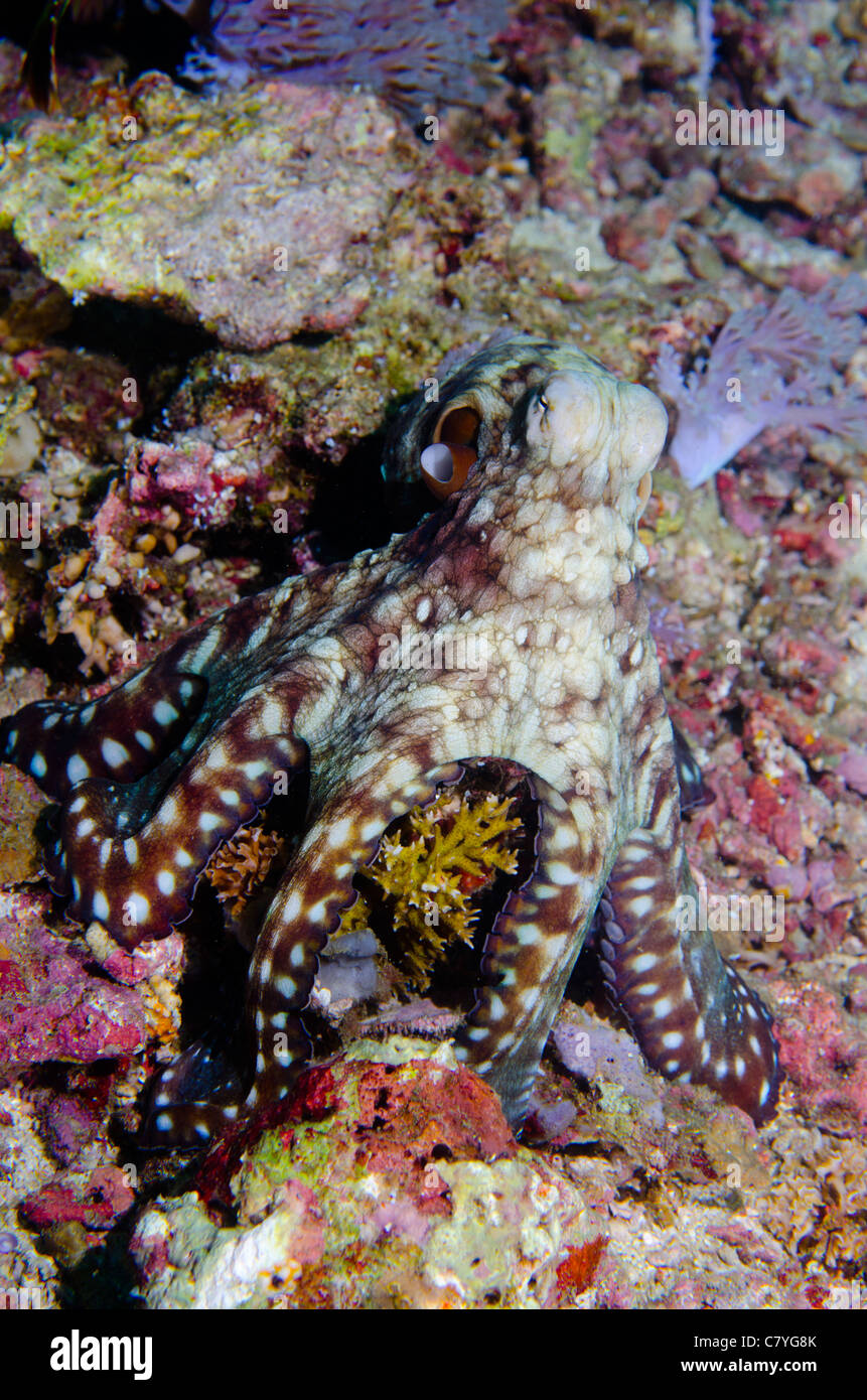 Philippinen Korallen Riff Unterwasser, Oktopus, Cephalopoden, Molluske, Tarnung, Korallenriff, tropischen Riff, Ozean, Meer, Tauchen, Stockfoto