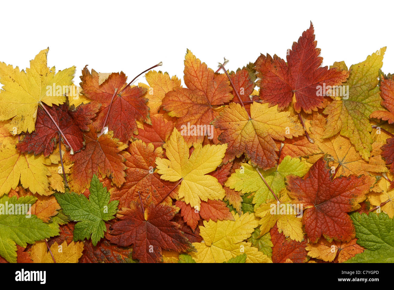 Schöne Herbstlaub auf weißem Hintergrund Stockfoto