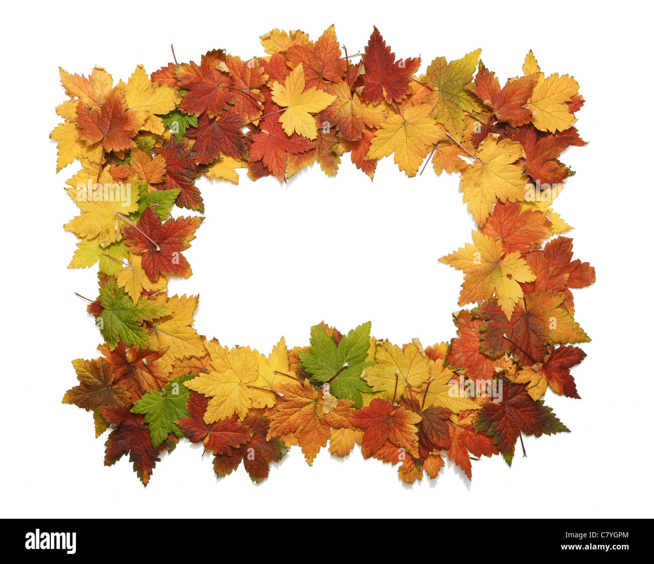 Herbst Blätter angeordnet in einem Frame - Studio isoliert auf weiss erschossen Stockfoto