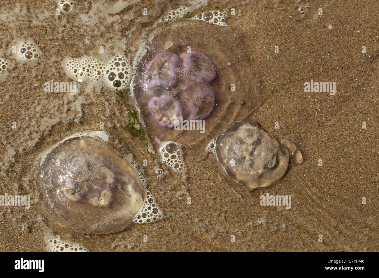 Mond-Quallen gestrandet am Sandstrand, Gower Wales UK Juli Stockfoto