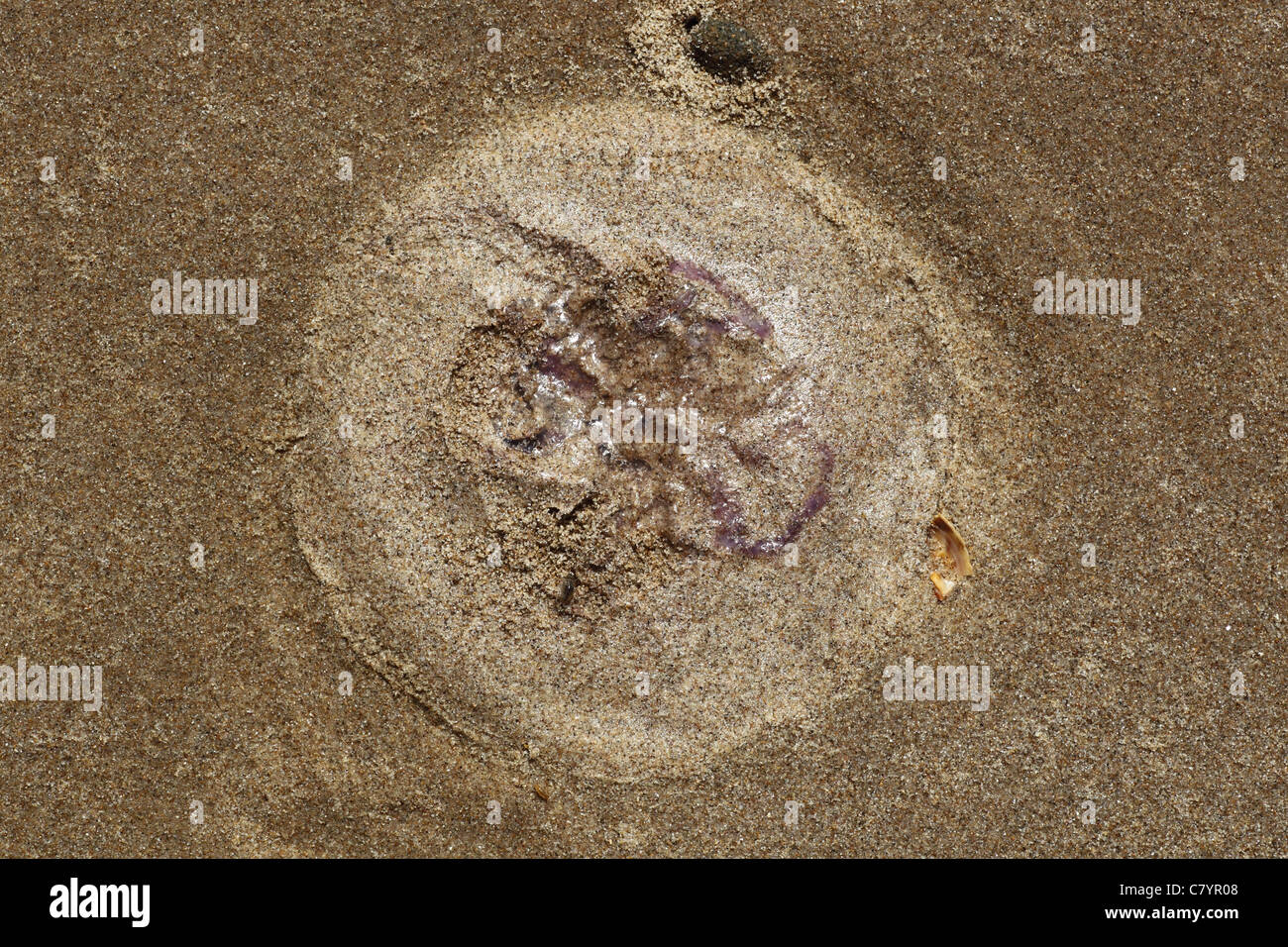 Mond Qualle Aurelia Autrita, am Sandstrand, Gower Wales UK Juli Impressum Stockfoto