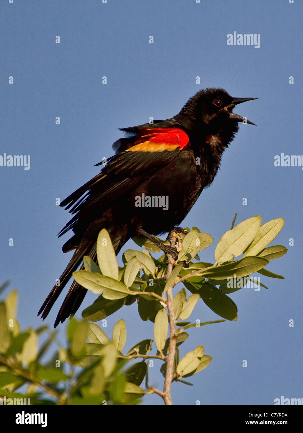 Red winged Blackbird (Agelaius Phoeniceus) singen Stockfoto