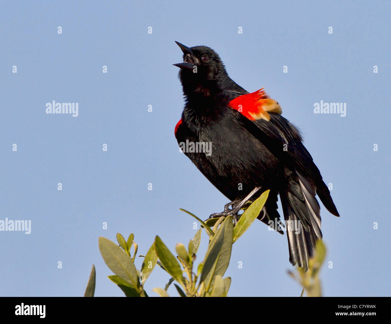 Red winged Blackbird (Agelaius Phoeniceus) singen Stockfoto