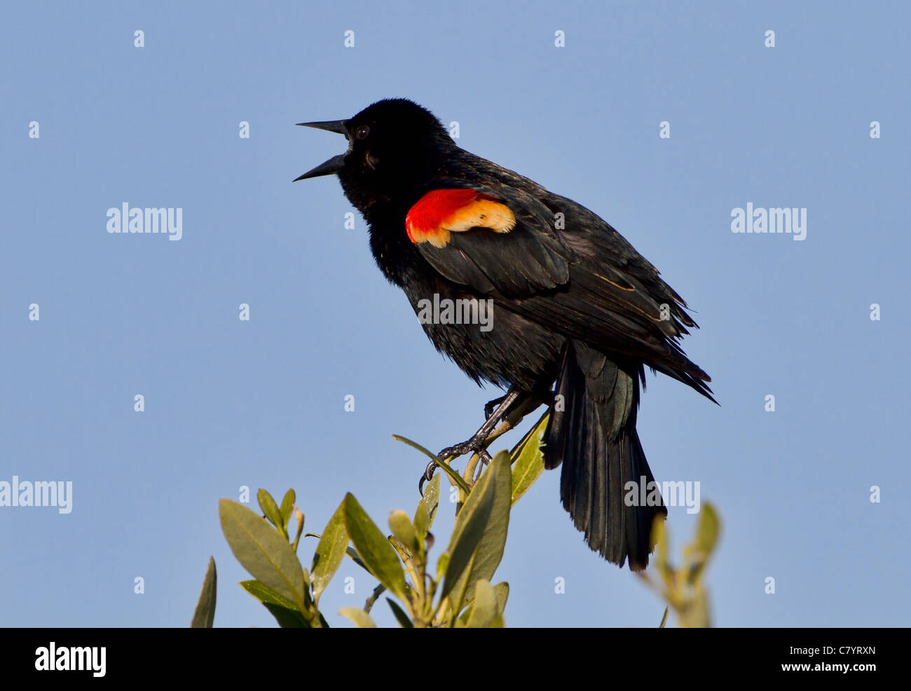 Red winged Blackbird (Agelaius Phoeniceus) singen Stockfoto