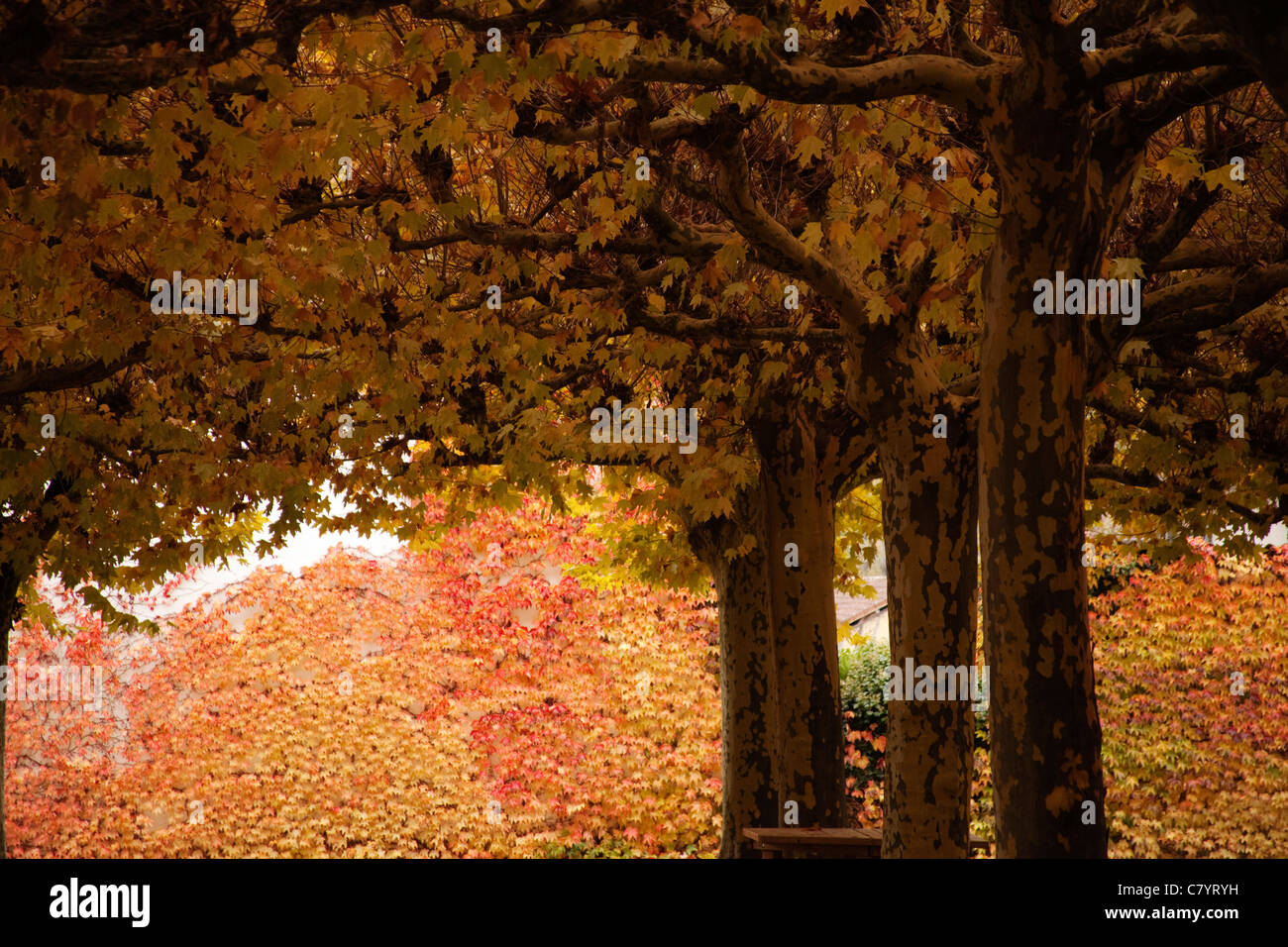 Herbst-Landschaft in Manciet Midi-Pyrenäen Gers Frankreich Stockfoto