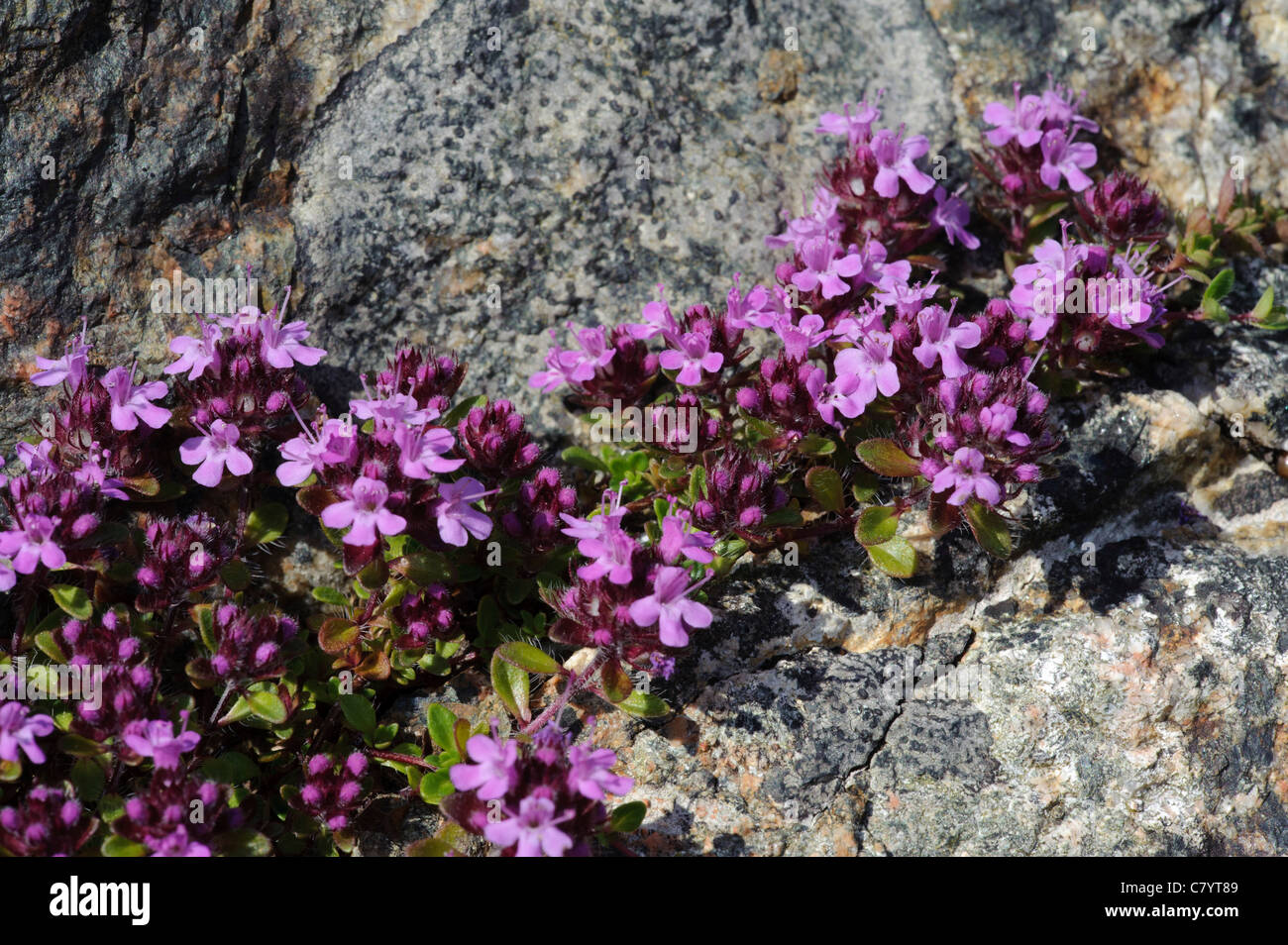 Thymian (Thymus Praecox) Stockfoto