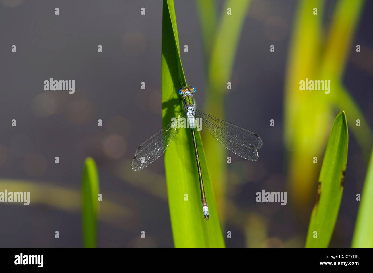 Emerald Damselfly (Lestes Sponsa), Männlich Stockfoto