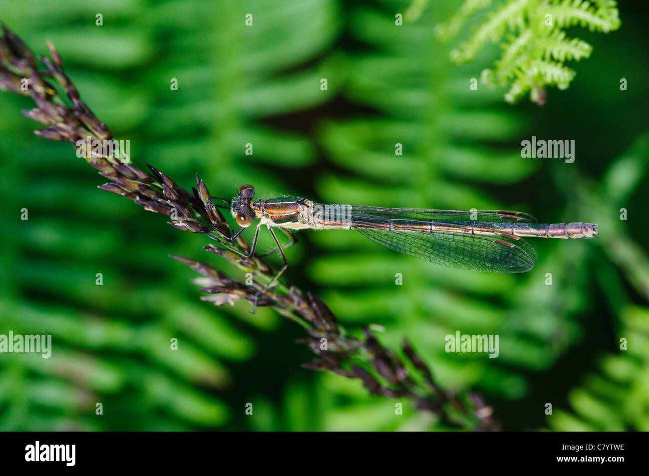 Emerald Damselfly (Lestes Sponsa), Weiblich Stockfoto