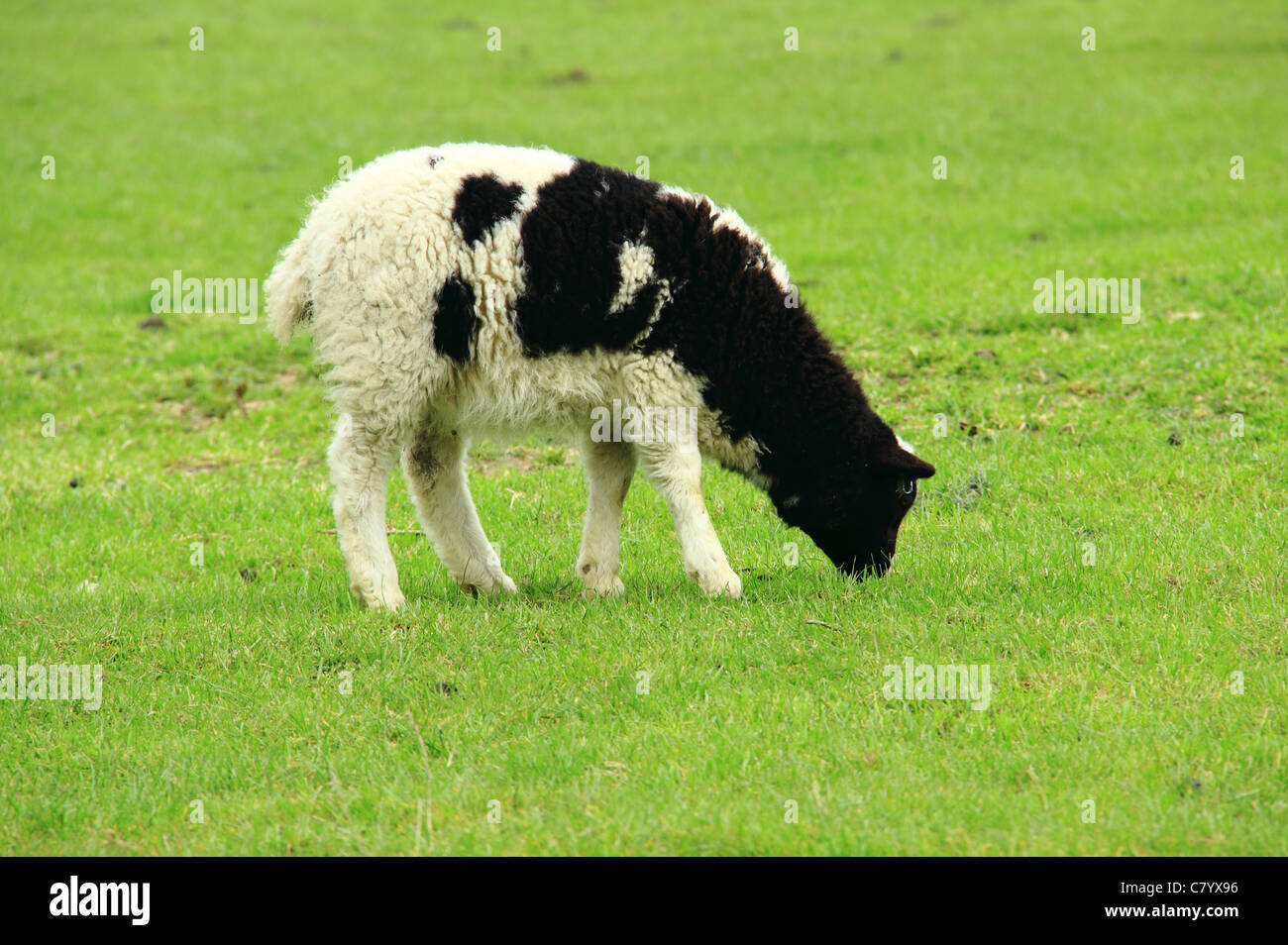 Schwarz / weiß-Lamm in einer Wiese weiden Stockfoto