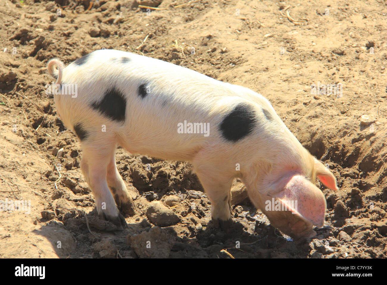 Ferkel, die Suche im Schlamm für Speisereste Stockfoto
