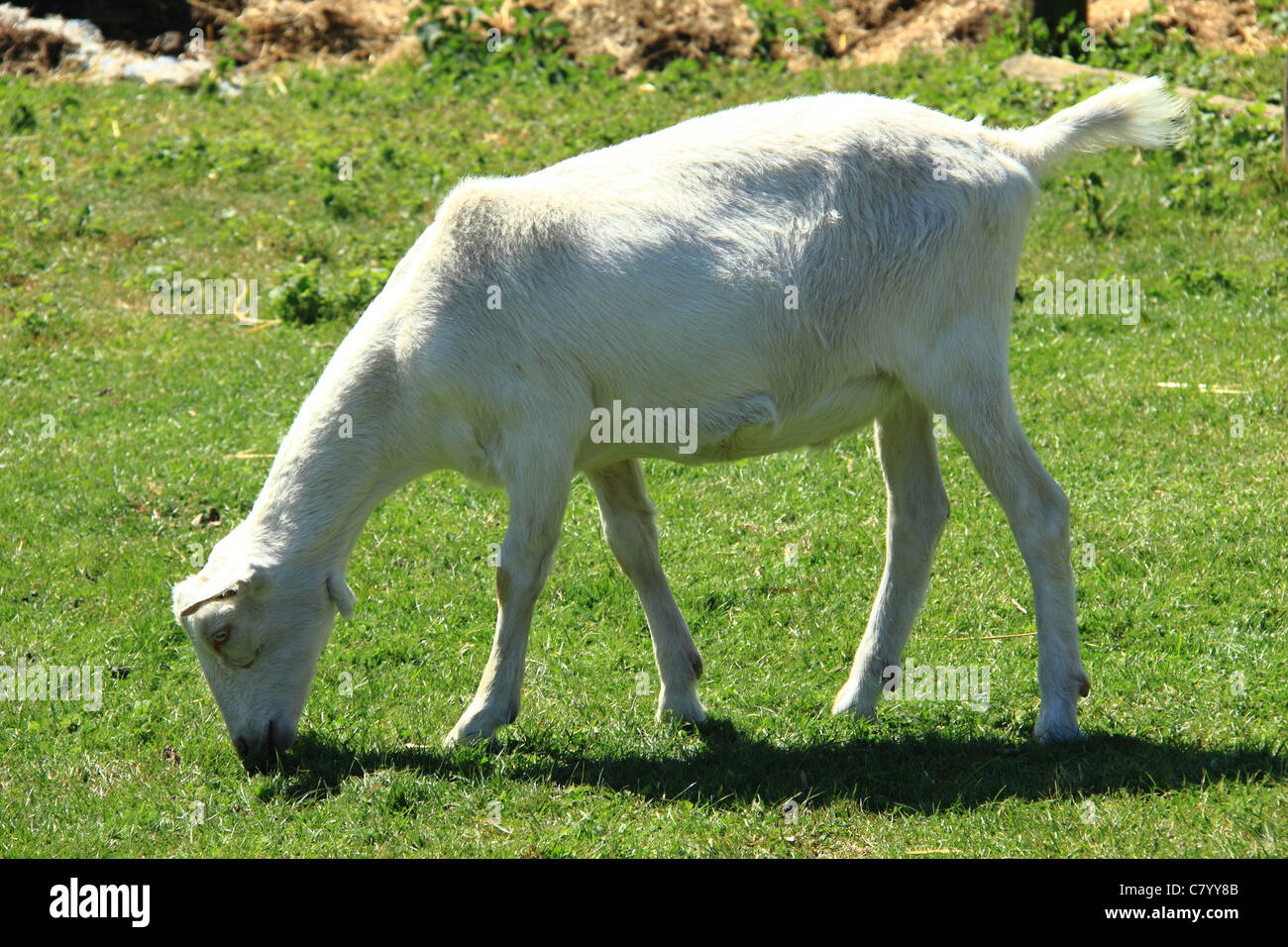 Weiße Ziege grasen auf einer Wiese Stockfoto