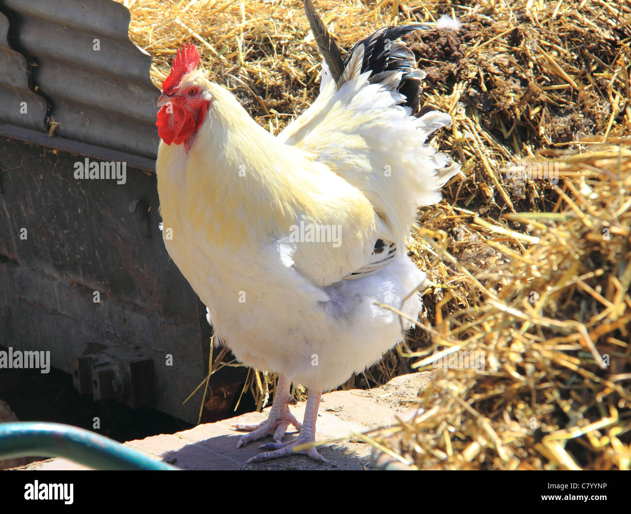 Huhn, stehend auf einer Wand in einem Hof Stockfoto